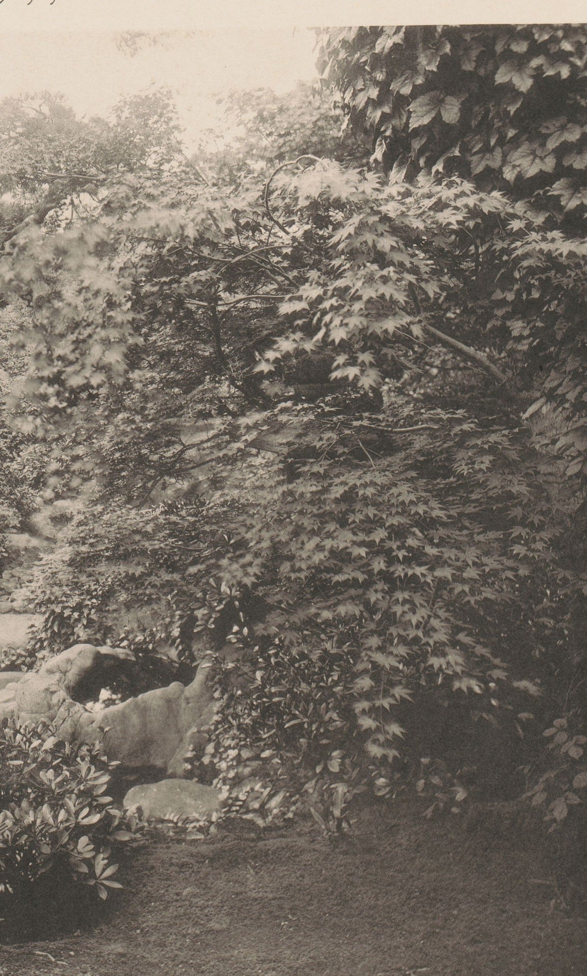 Jardin de thé à Fukagawa, Tokyo. Pierres et bassin parmi les érables. Collotype d’Ogawa Kazumasa, vers 1893.